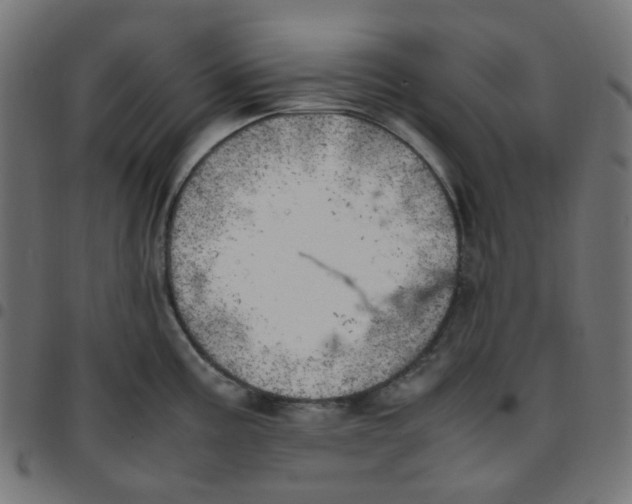 X0000096961195200803071044