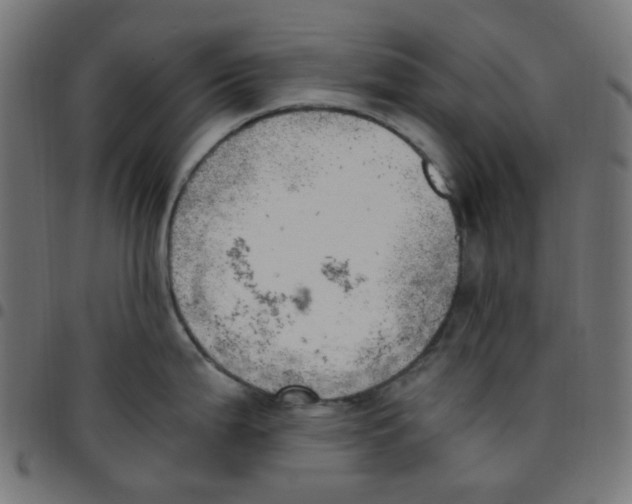 X0000096961199200803071044