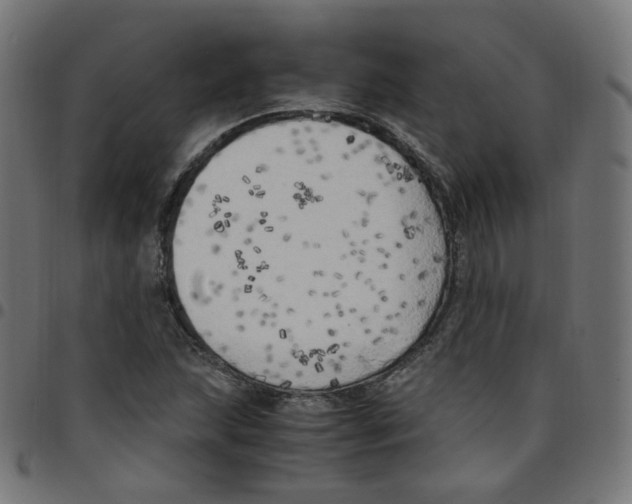 X0000096961215200803071043