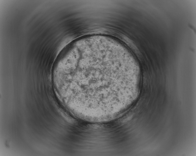 X0000096961234200803071043