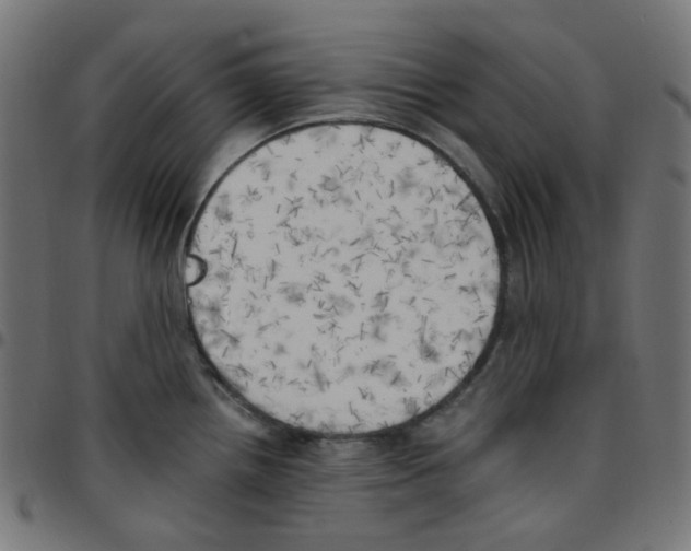 X0000096961242200803071044