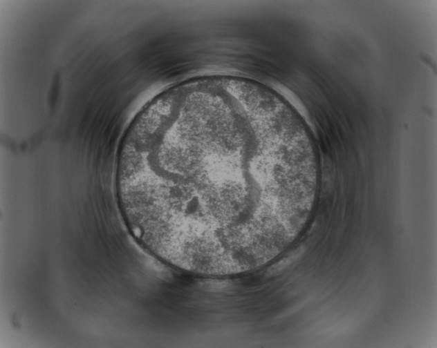 X0000096961245200803071044