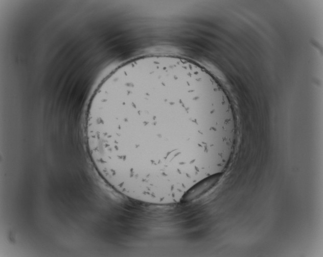 X0000096961248200803071044