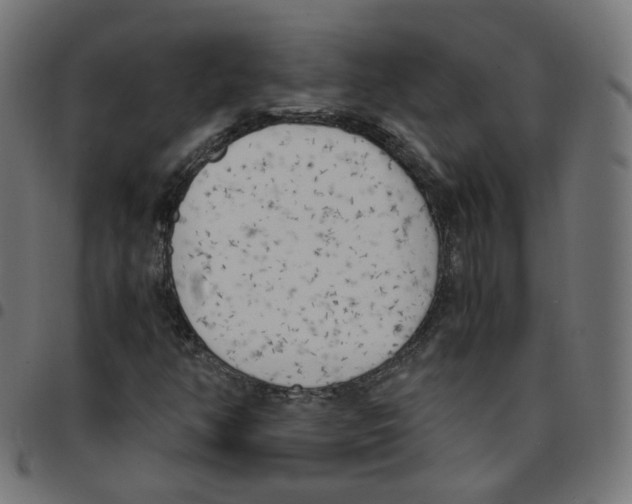 X0000096961350200803071041