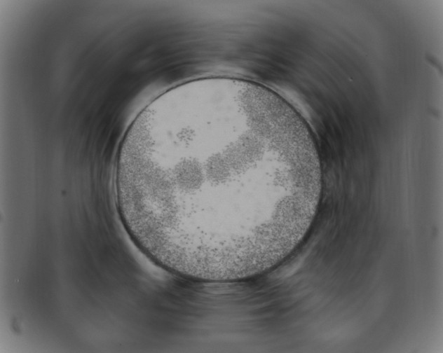 X0000096961391200803071041