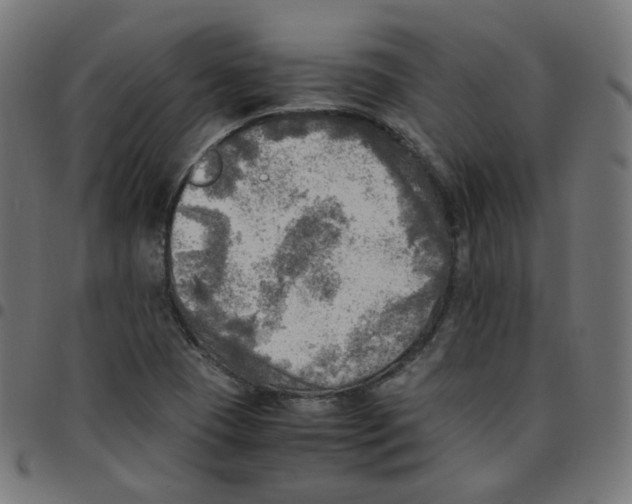 X0000096961409200803071040