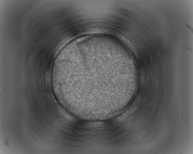 X0000096961417200803071040