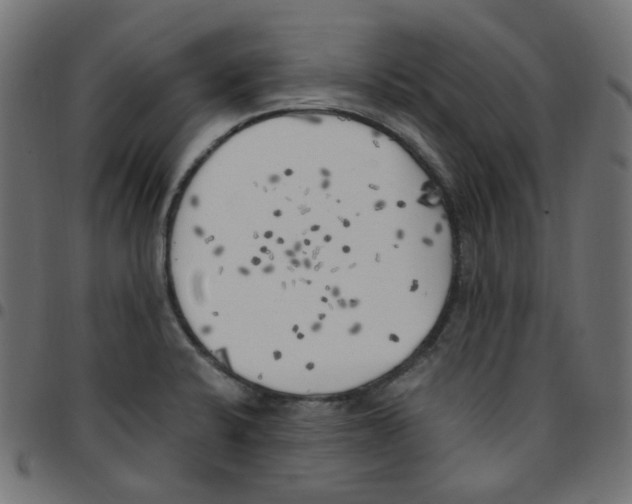 X0000096961424200803071040