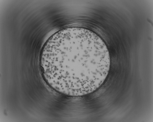 X0000096961426200803071040