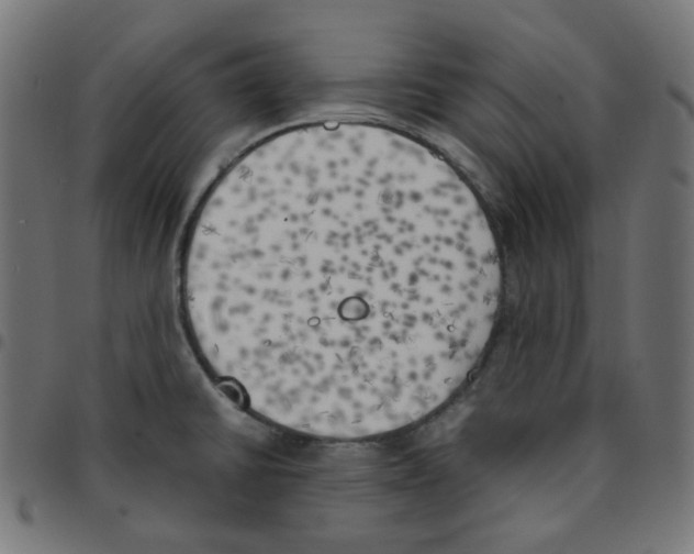 X0000096961430200803071040