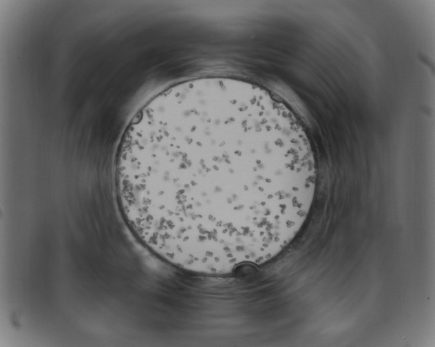 X0000096961439200803071041