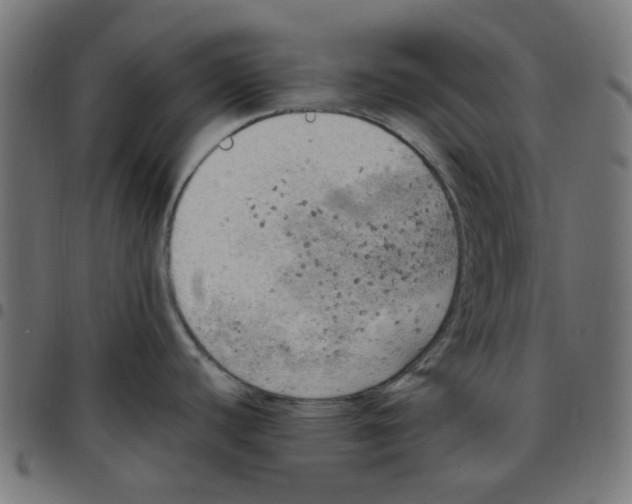 X0000096961440200803071041