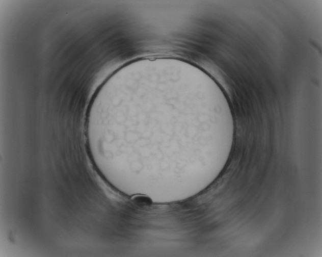 X0000096961485200803071039