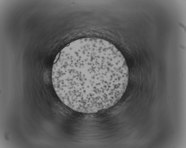 X0000096961490200803071038