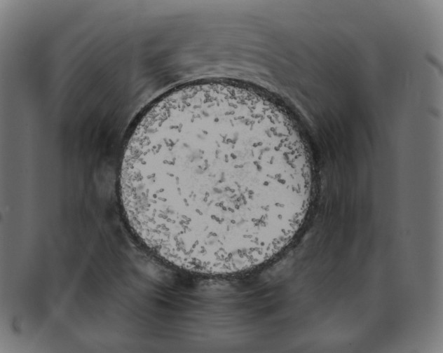 X0000096961505200803071039