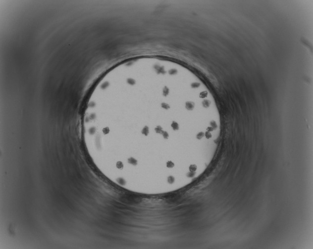 X0000096961509200803071039