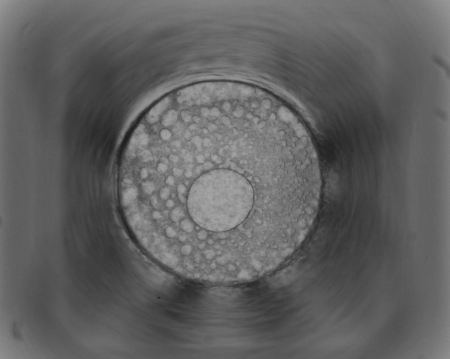 X0000096961514200803071039