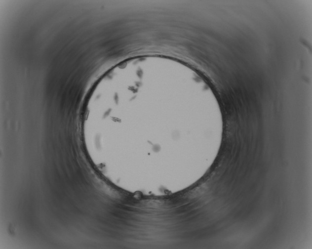 X0000096961517200803071039