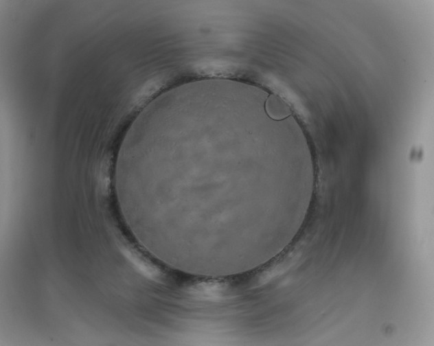 X0000096970065200802081301