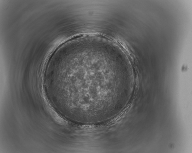 X0000096970145200802081300