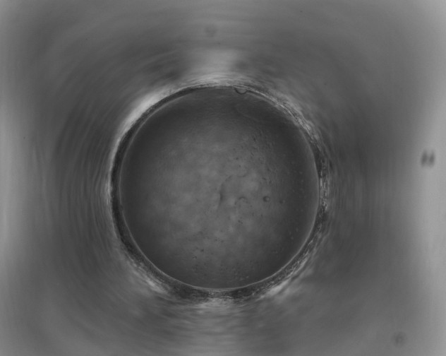 X0000096970196200802081259
