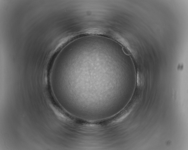 X0000096970205200802081259