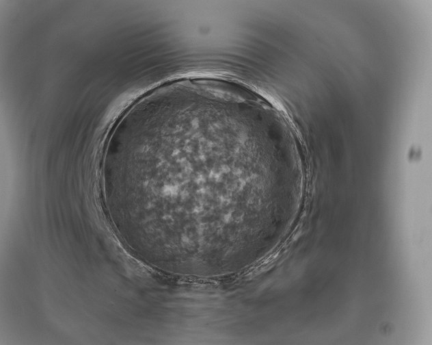 X0000096970337200802081257
