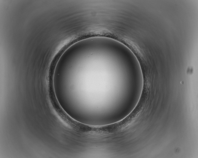 X0000096970630200802081253