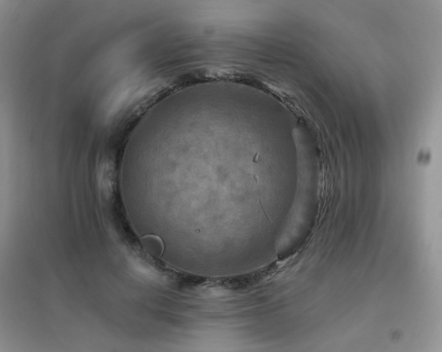 X0000096970648200802081253