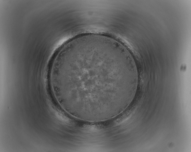 X0000096970679200802081253