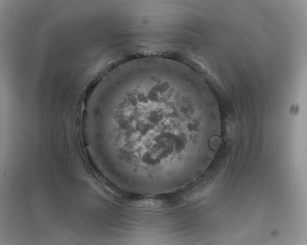 X0000096970691200802081252