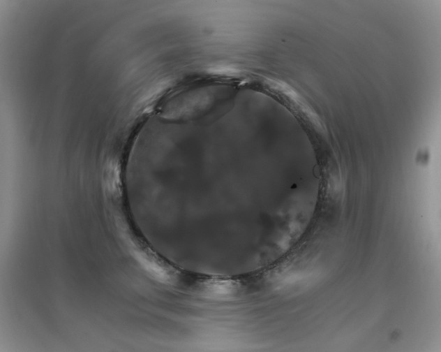X0000096970711200802081252