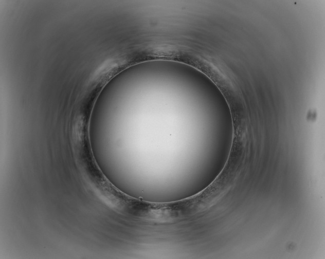 X0000096970744200802081252