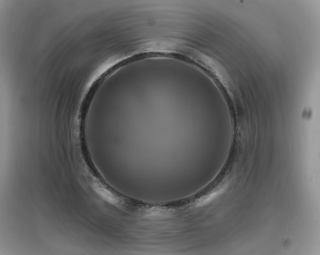 X0000096970779200802081251