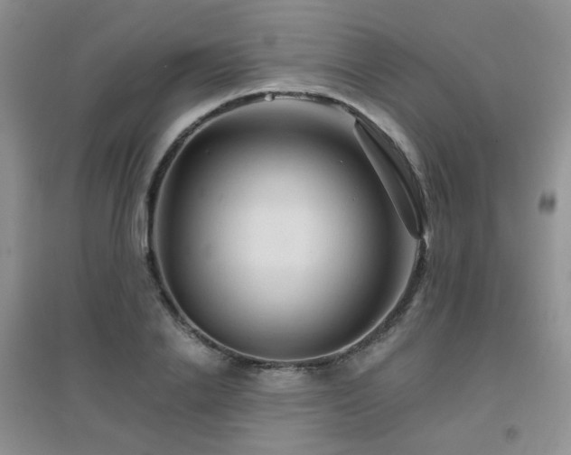 X0000096970838200802081250