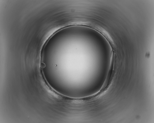 X0000096970844200802081250
