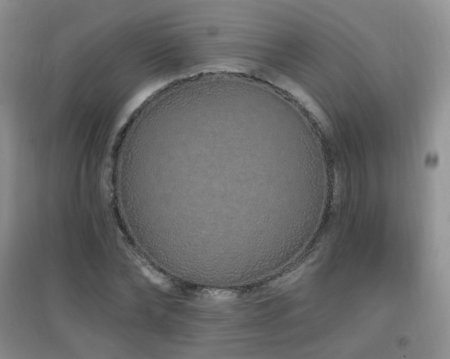 X0000096970878200802081250