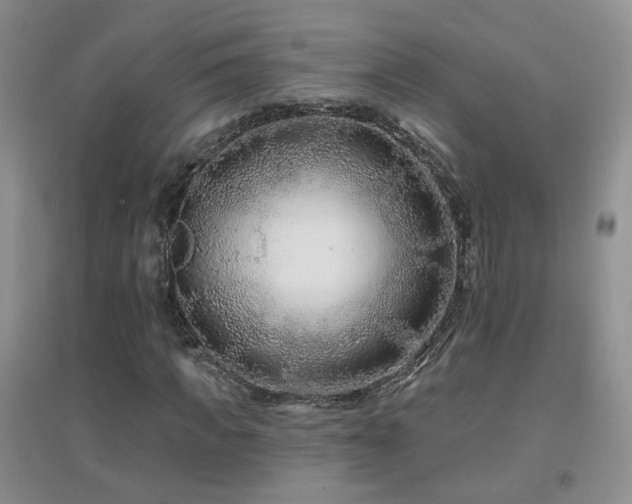 X0000096970917200802081249
