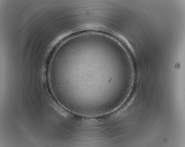 X0000096971019200802081247