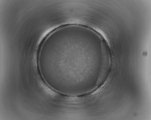 X0000096971120200802081246