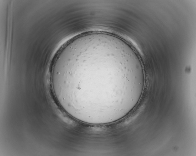 X0000096971125200802081246
