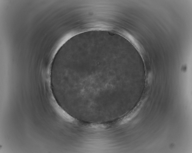 X0000096971243200802081245