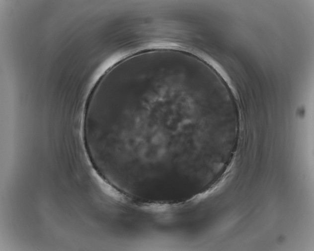 X0000096971245200802081245