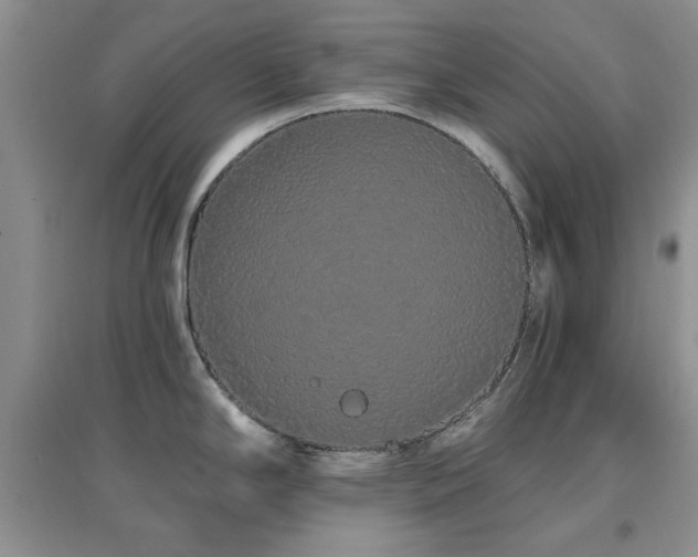 X0000096971294200802081244