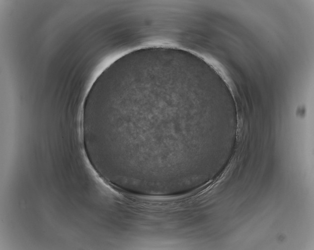 X0000096971295200802081244