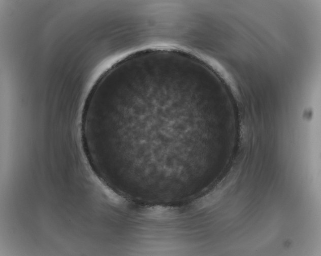 X0000096971327200802081243