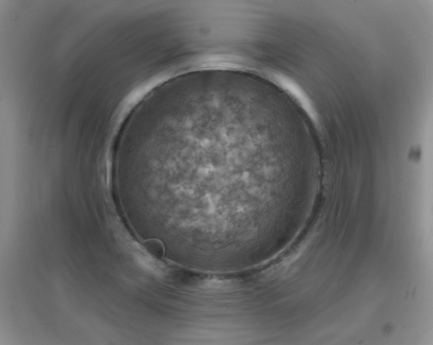 X0000096971419200802081242