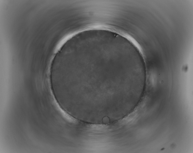 X0000096971429200802081242