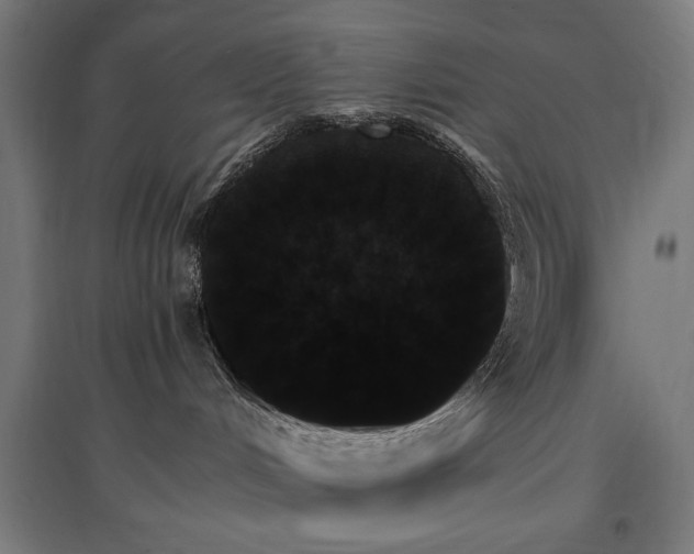 X0000096970048200802151318