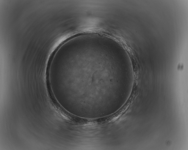 X0000096970196200802151315